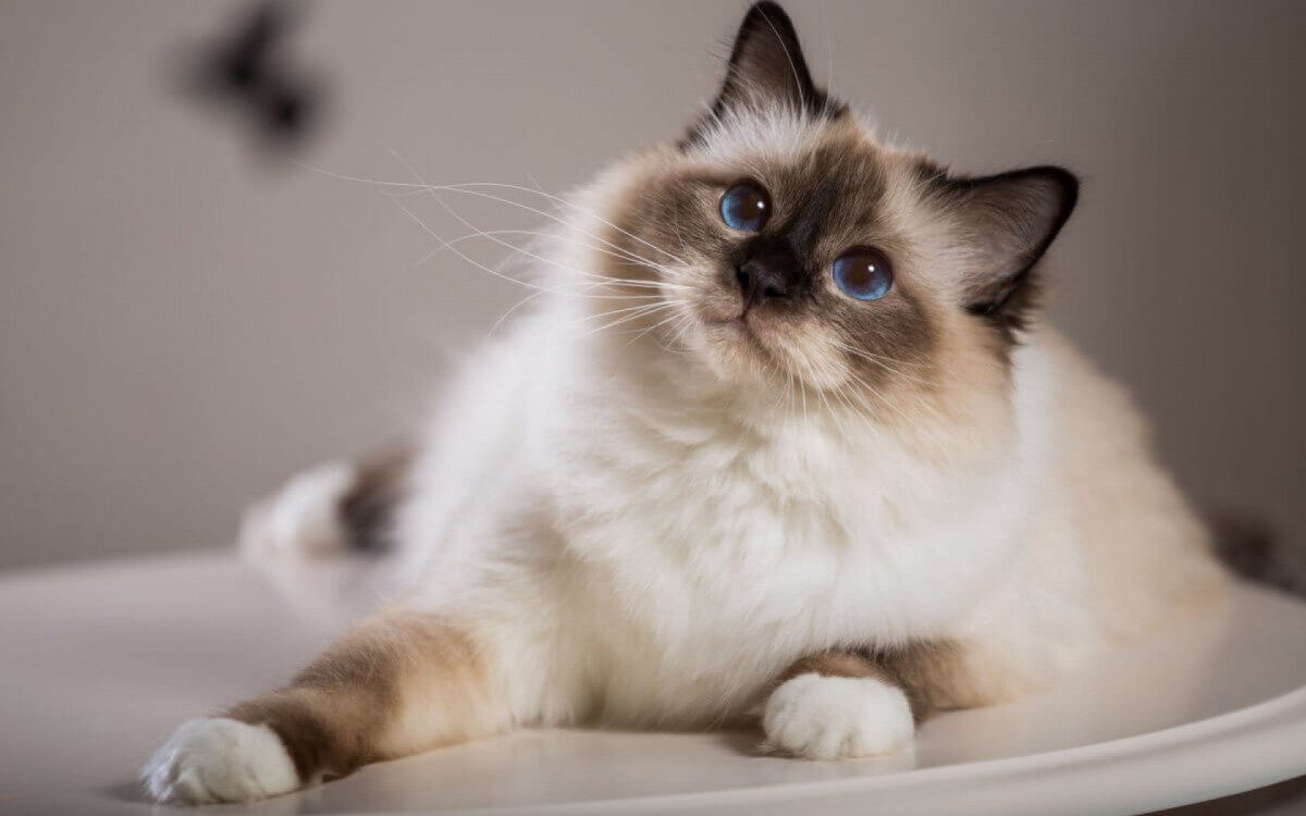 O gato birman&ecirc;s &eacute; origin&aacute;rio do sudeste asi&aacute;tico (Imagem: Viacheslav Lopatin | Shutterstock)