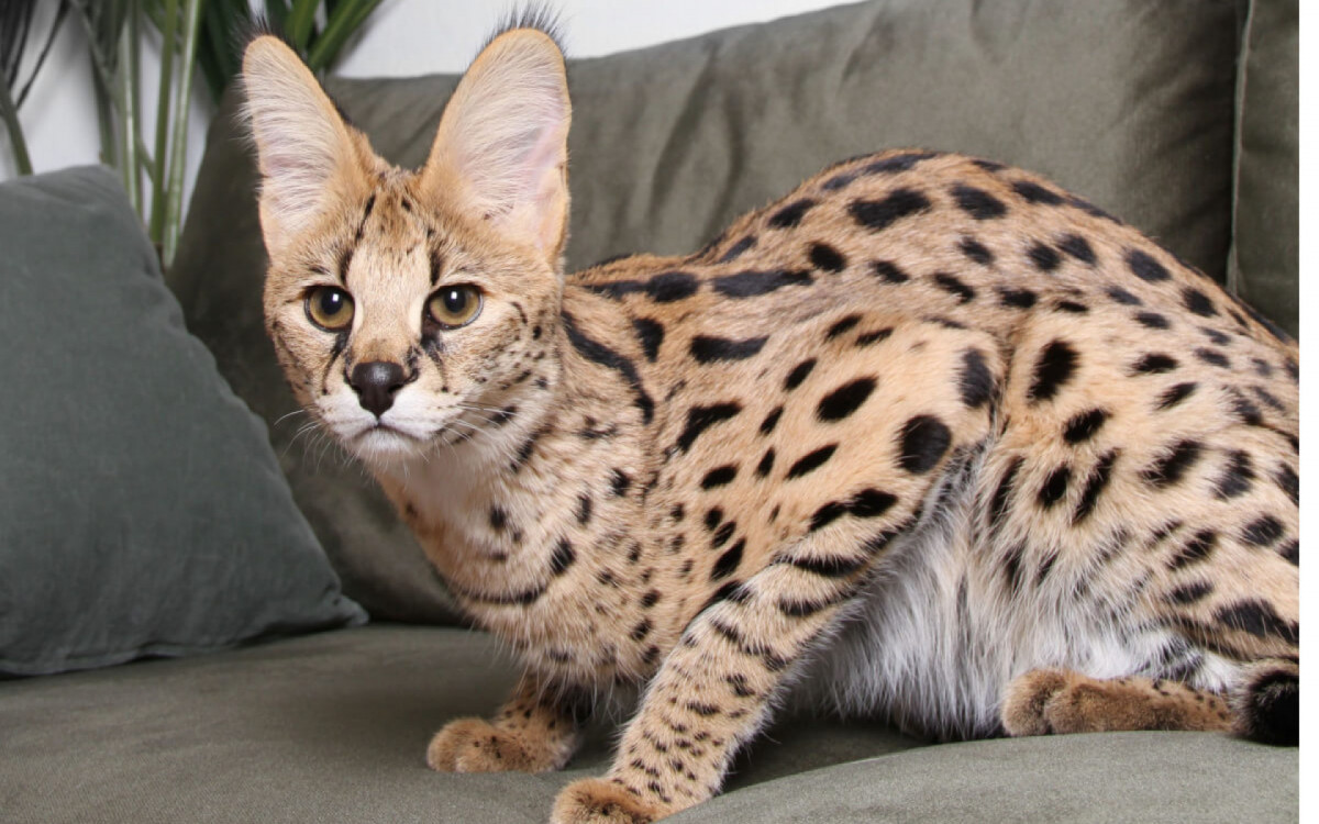 O gato ashera est&aacute; entre as ra&ccedil;as mais caras do mundo (Imagem: Mirencats | Shutterstock)