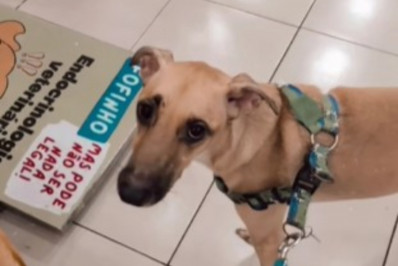 Cão 'caramelo' aguarda adoção definitiva após ser vítima de afogamento; ex-tutora está presa por maus-tratos