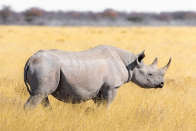 África do Sul registra quase 500 mortes de rinocerontes por aumento de caça em 2023