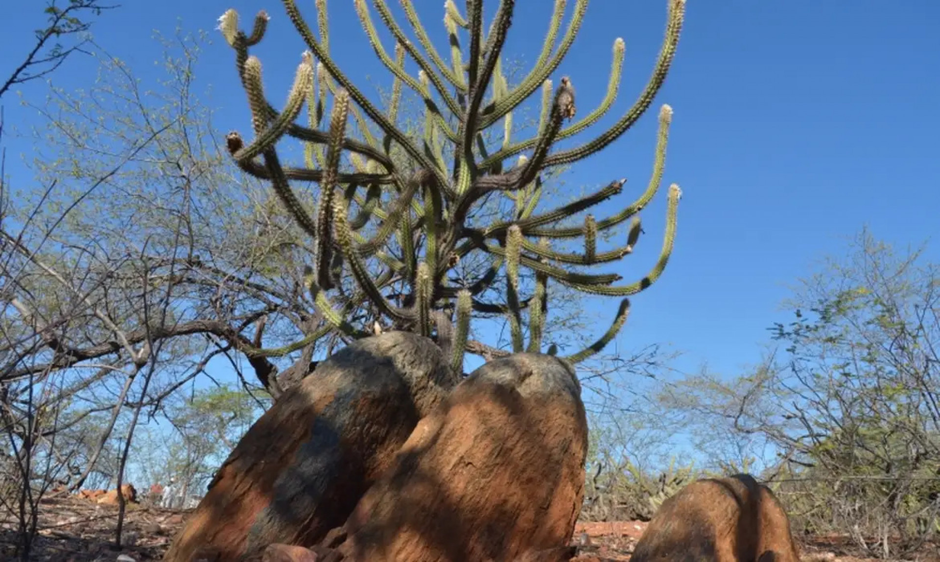 Enfrentamento &agrave; desertifica&ccedil;&atilde;o no Pa&iacute;s &eacute; um grande desafio