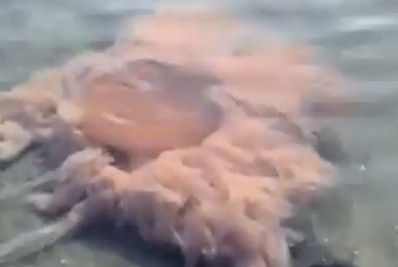 Água-viva rara na região é flagrada no Canal do Itajuru, em Cabo Frio