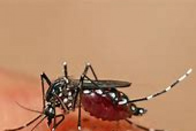 Índice de infestação do Aedes aegypti é considerado satisfatório em Petrópolis