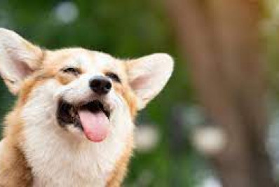 Ação Animal inicia campanha de vacinação e implante de microchips