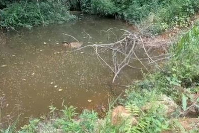 UPAm fiscaliza crime ambiental no Carangola