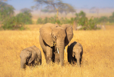 Elefantes fazem rituais de enterro de filhotes