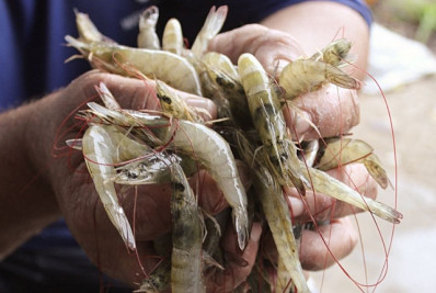 Frente de trabalho do defeso do camarão: iniciativa na Escola de Samba da Barra visa aproximar pescadores