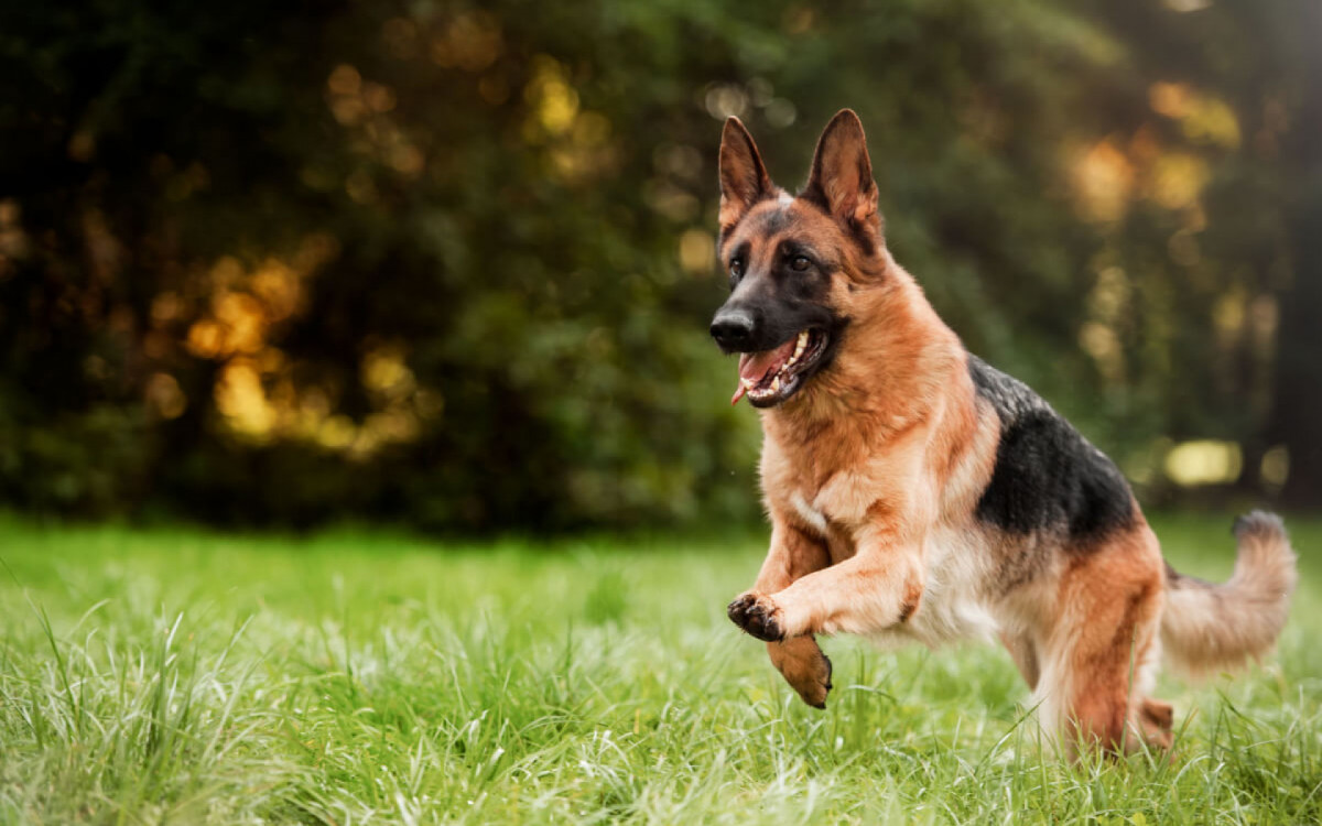 O pastor alem&atilde;o &eacute; um &oacute;timo companheiro para diversas atividades (Imagem: ANNA TITOVA | Shutterstock)