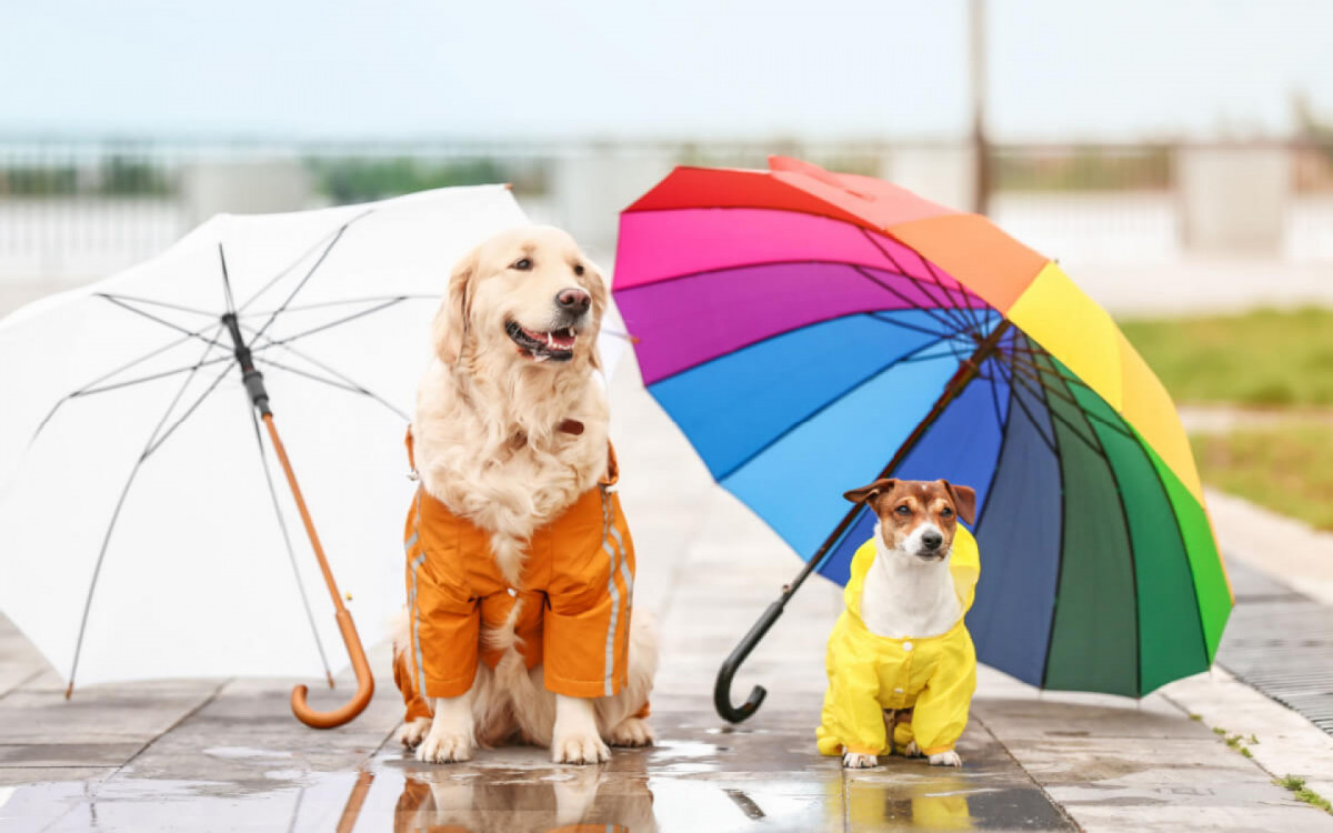 Os passeios durante os dias de chuva exigem alguns cuidados (Imagem: Pixel-Shot | Shutterstock)
