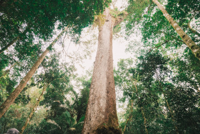 Estrela de novela, jequibá-rosa sobreviveu a diversos ciclos históricos