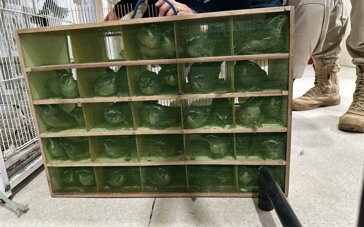 Animais silvestres foram resgatados durante operação nesta quarta (6)