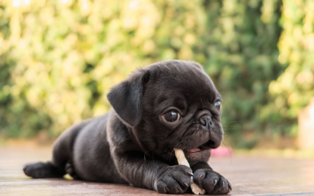 Alguns c&atilde;es conquistam as pessoas pela fofura (Imagem: Ezzolo  | Shutterstock)