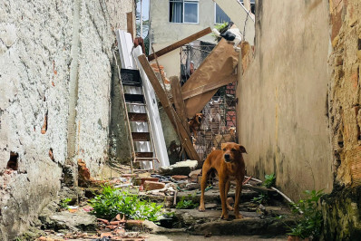 Cães estão há um mês abandonados em condição insalubre no Alemão 
