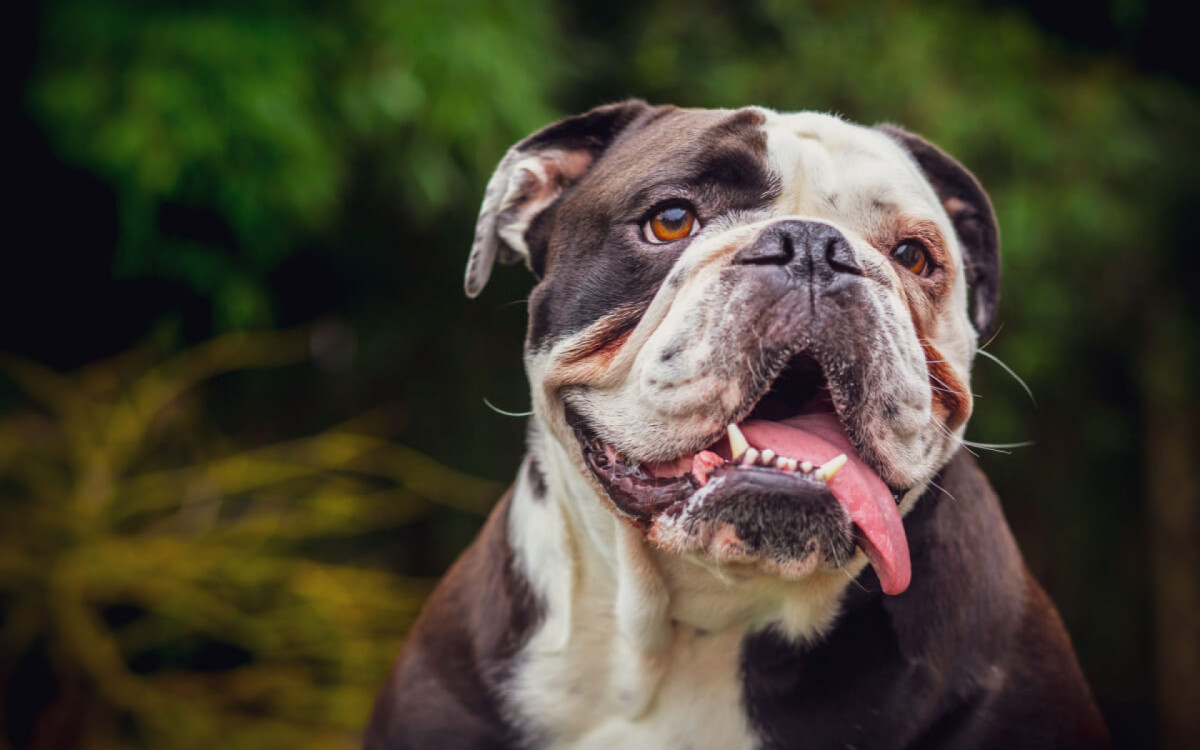 Algumas raças de cachorro podem custar bem caro (Imagem: Laurent Renault | Shutterstock)
