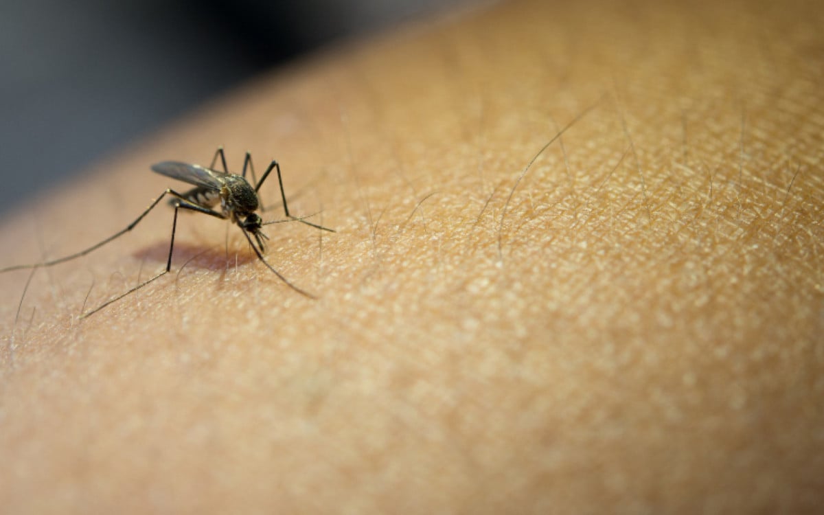 Guapimirim verzeichnet in den ersten Monaten des Jahres 2024 mehr als 100 Dengue-Fälle |  Guapimerim