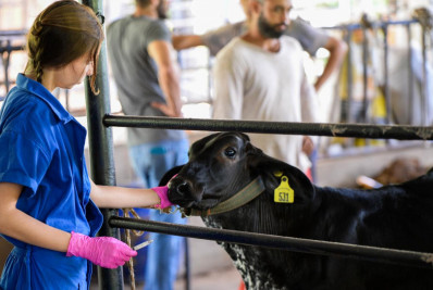 Prefeitura de Barra Mansa realiza vacinação de combate à brucelose