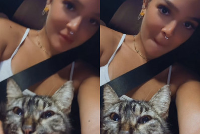 Mel Maia adota gata resgatada da rua: 'Ela me escolheu'