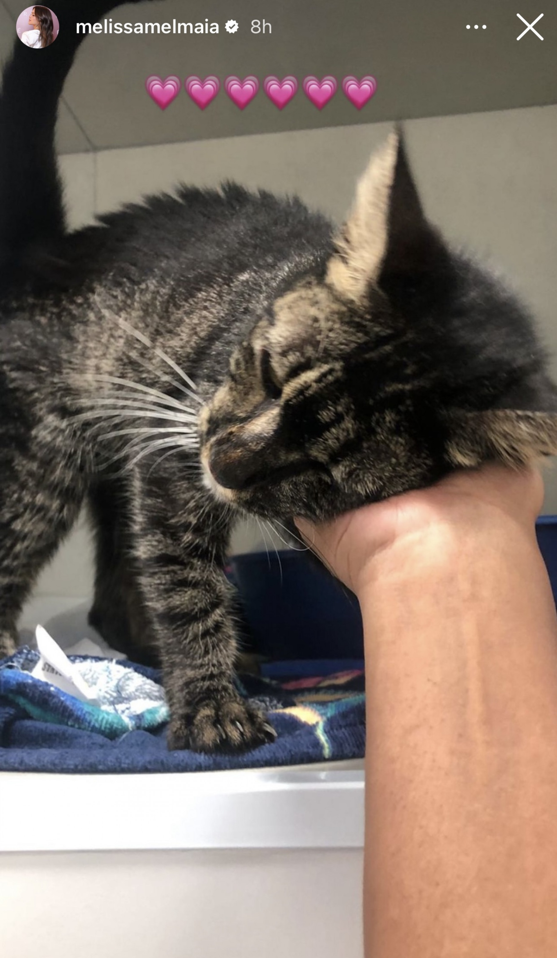 Mel Maia adota gata resgatada da rua - Reprodução