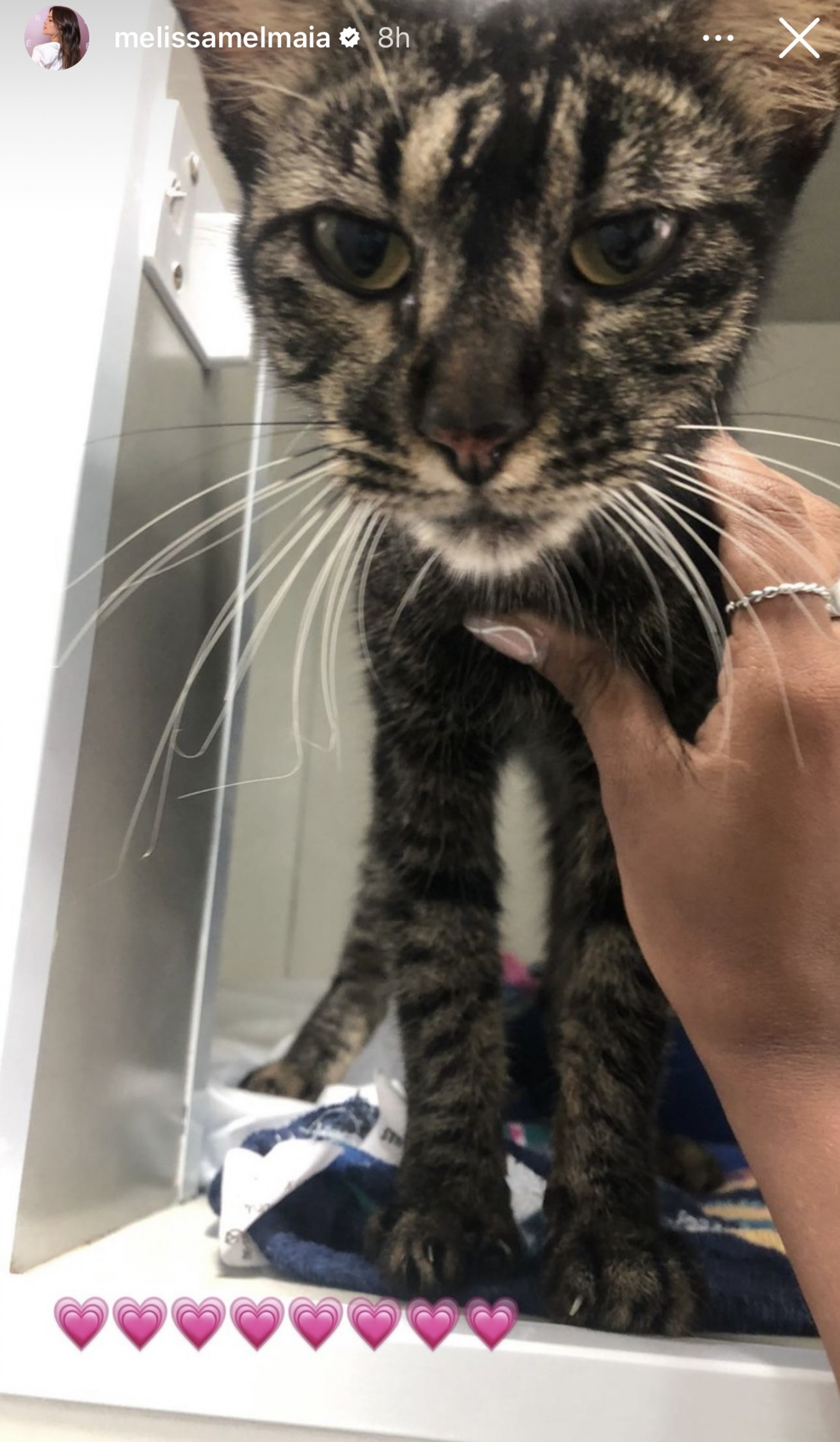 Mel Maia adota gata resgatada da rua - Reprodução