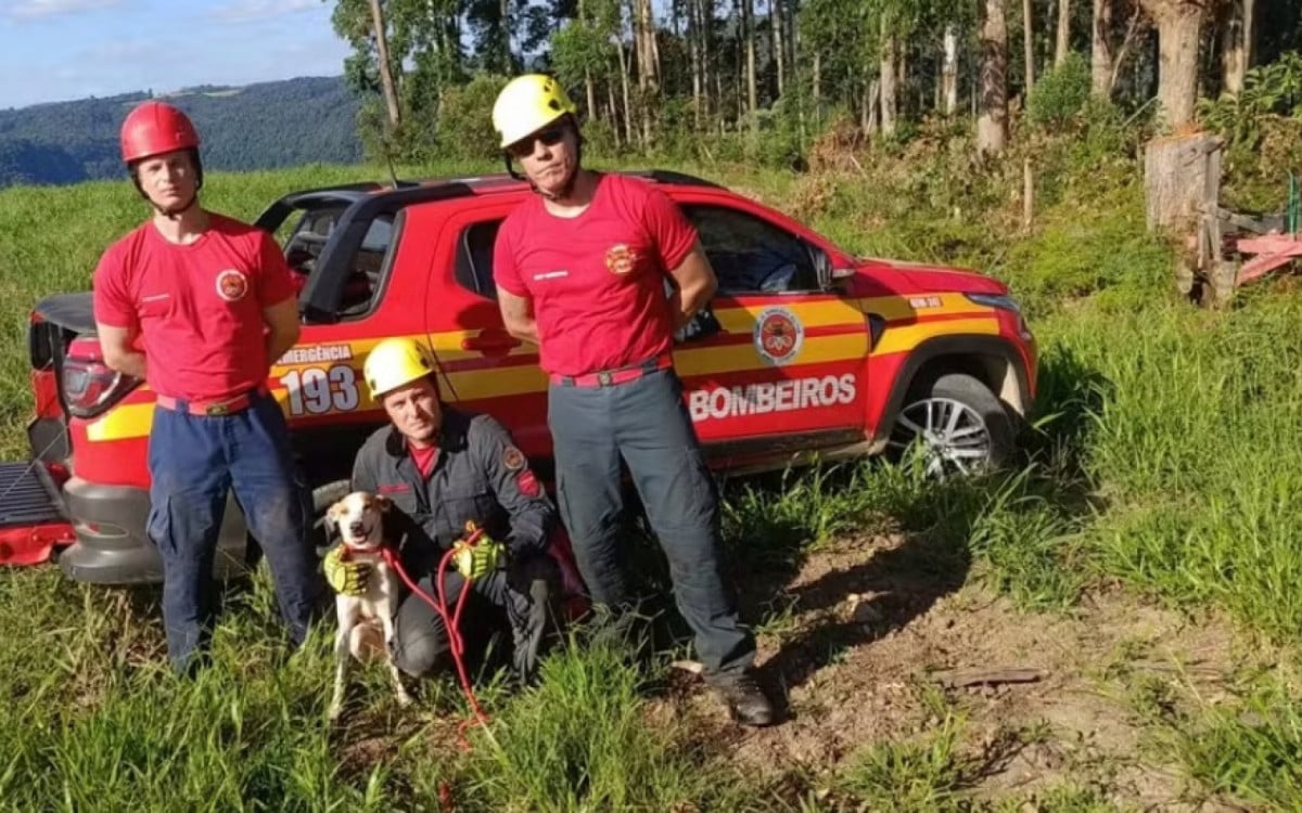 Bombeiros percorrem mais de 40 km, usam rapel e resgatam cão em cânion de SC - Divulgação