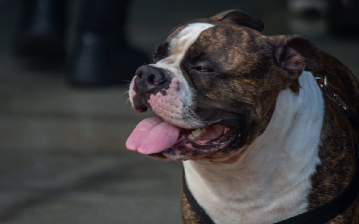 Luke (Skywalker), cachorro de estimação de Gabriel Fernandes, que era fã da franquia Star Wars
