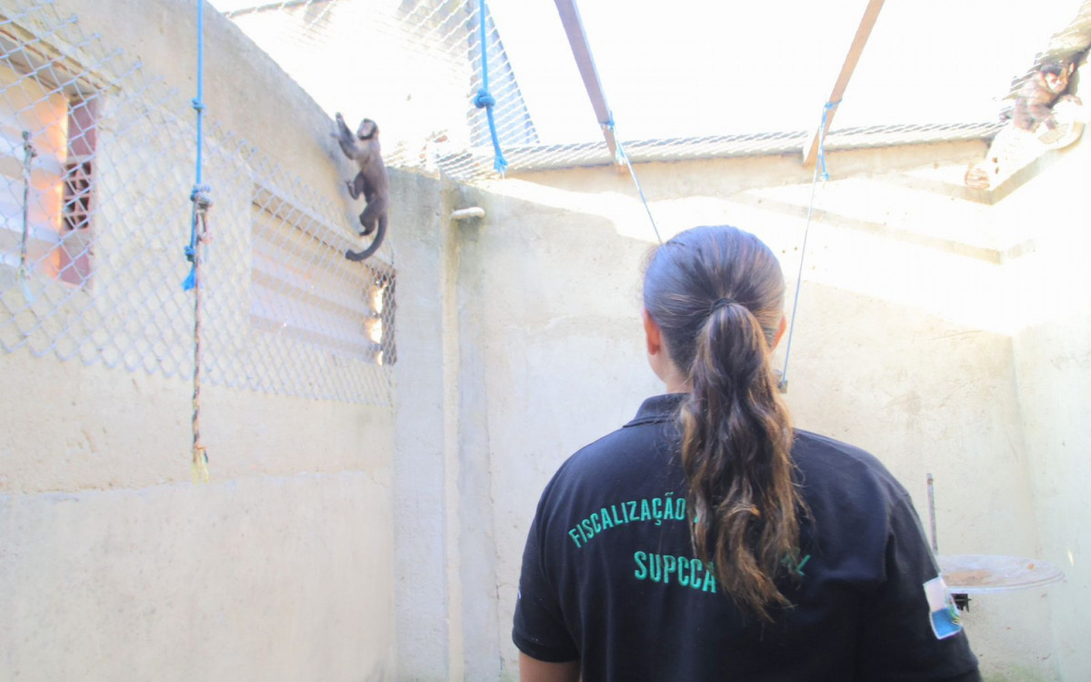 Além das aves, também foram resgatados macacos e répteis 