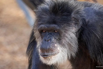 Estudo aponta que macacos mais velhos, assim como os humanos, optam pelo isolamento