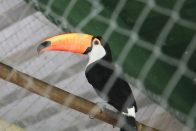 Mais de 40 animais silvestres são resgatados na Zona Oeste; homem é preso em flagrante