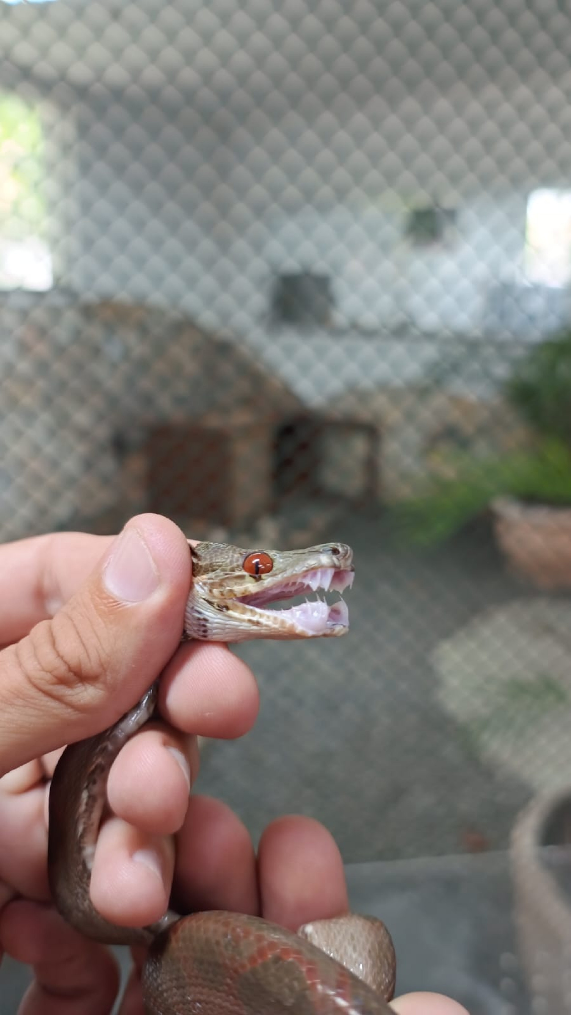 Cobra encontrada na agência dos Correios é levada pela Guarda Ambiental de Saquarema para o Instituto Vital Brazil - Divulgação/Prefeitura de Saquarema