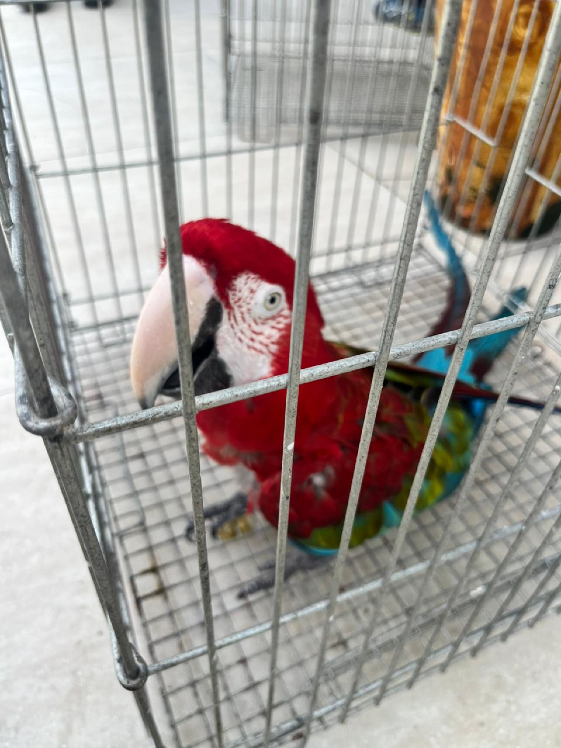 Mais 40 bichos foram recolhidos nesta quinta-feira 