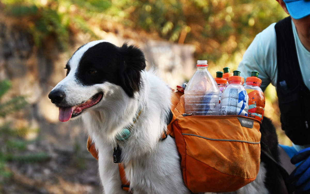 O border collie Sam é símbolo da reciclagem no Chile - AFP