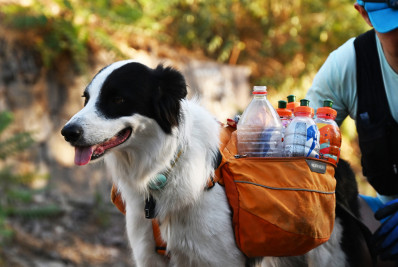 Entenda como um advogado e seu cachorro impulsionam reciclagem no Chile