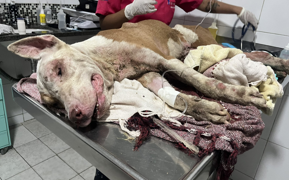 Coragem está internado em clínica veterinária onde passar por tratamento