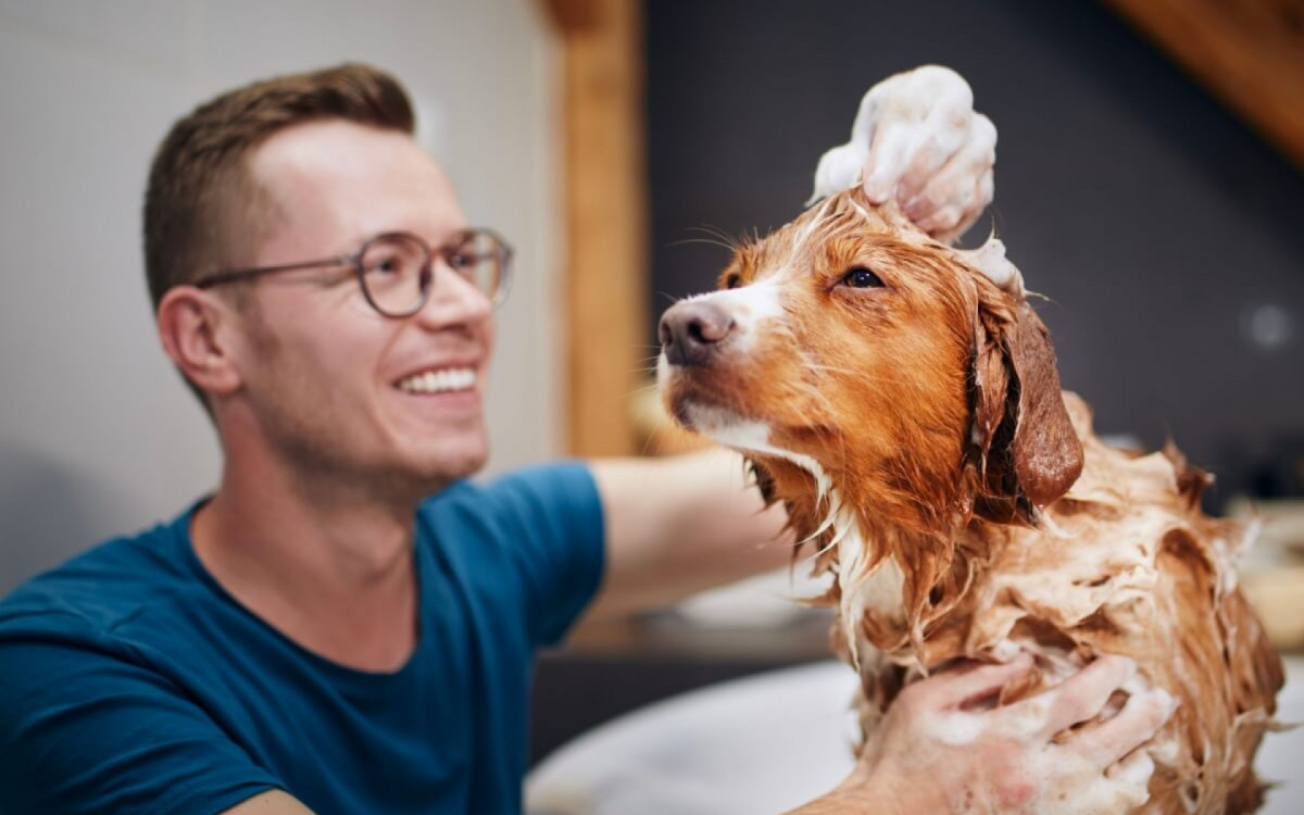 Alguns cuidados são importantes para evitar pulgas e carrapatos no cachorro (Imagem: Jaromir Chalabala | Shutterstock)