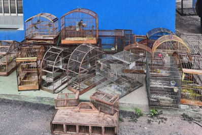 Pássaros silvestres são recolhidos em Sapucaia