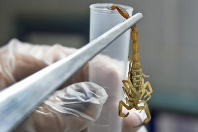 Novo Polo de Soroterapia na Região dos Lagos, Búzios passa a contar com soro antiescorpiônico