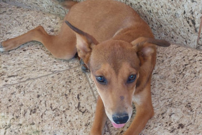Feira de Adoção Pet acontece neste sábado no Caxias Shopping