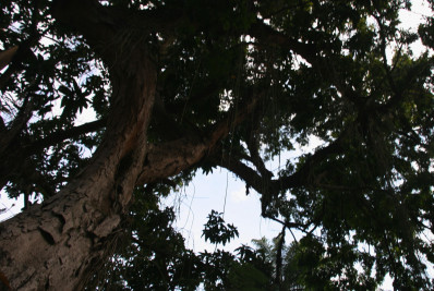 Niterói ganha selo internacional de Cidade Árvore do Mundo