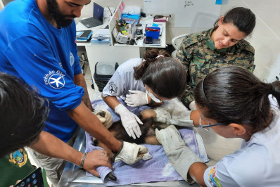 Guarda Ambiental de Saquarema resgata tamanduá-mirim em ponto de ônibus no bairro Palmital