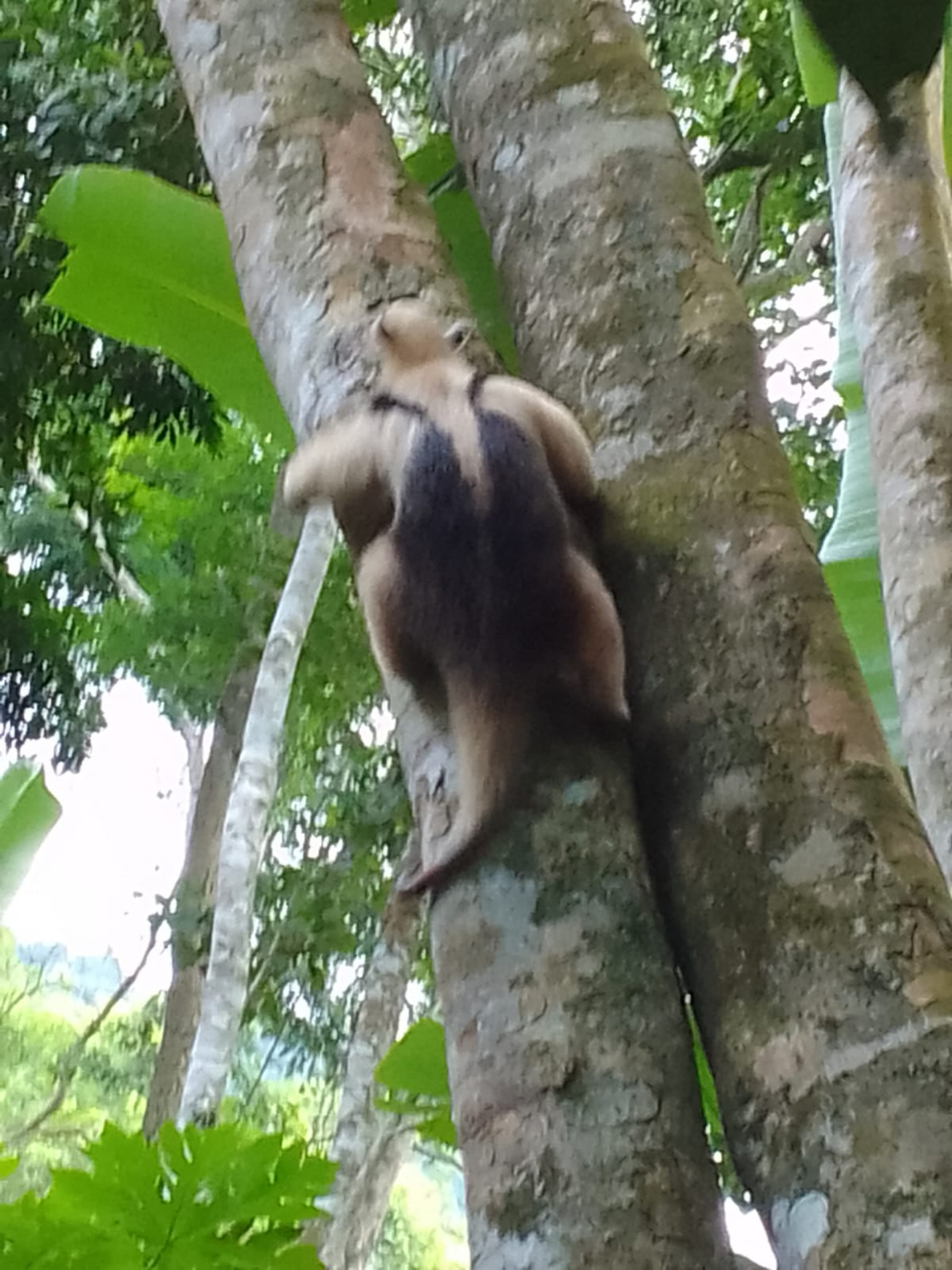 Guarda Ambiental de Saquarema resgatou tamanduá-mirim no bairro Palmital na última segunda-feira (18) - Divulgação/Prefeitura de Saquarema