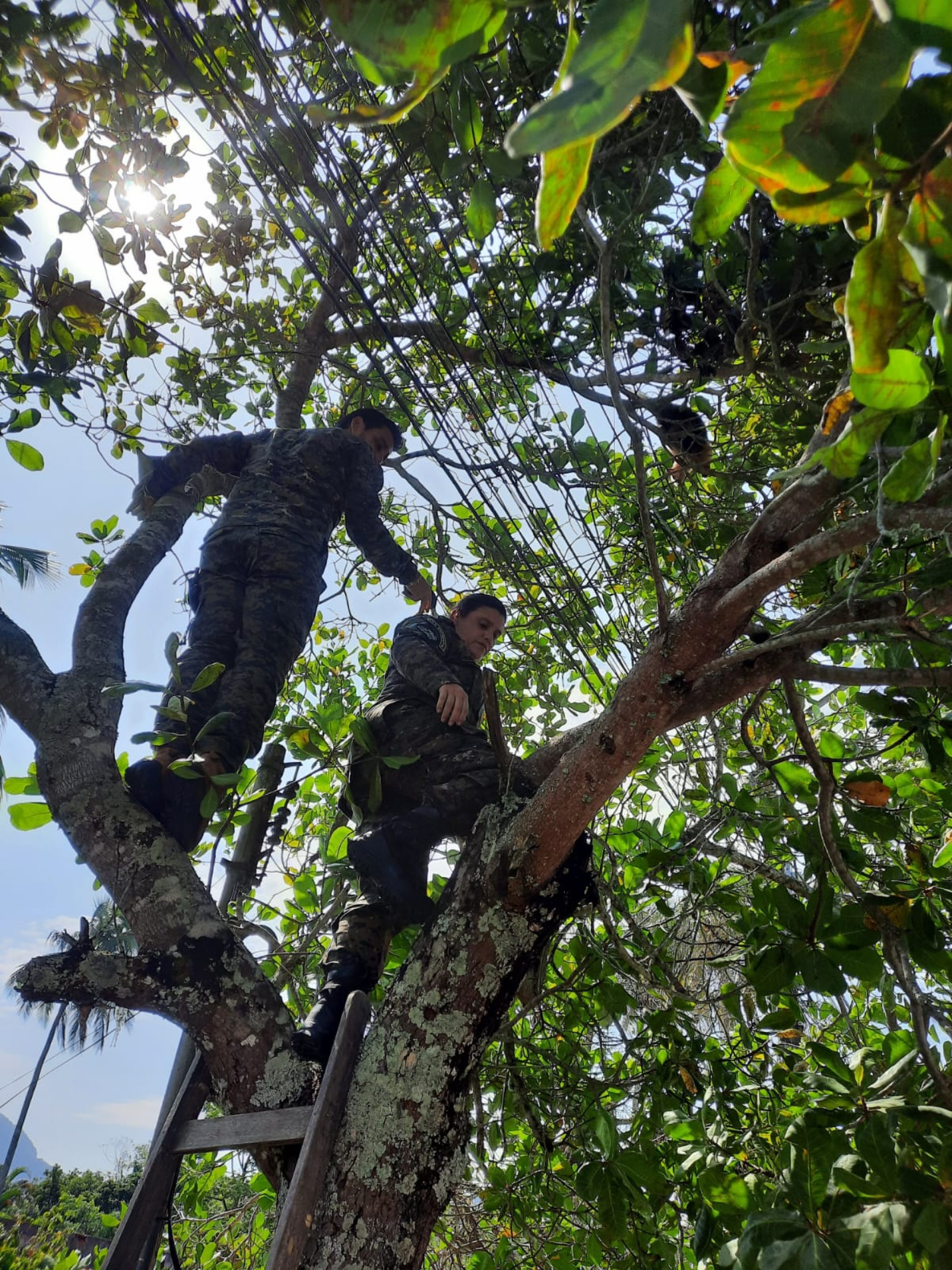 Guarda Ambiental de Saquarema resgatou tamanduá-mirim no bairro Palmital na última segunda-feira (18) - Divulgação/Prefeitura de Saquarema