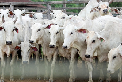 Macaé: Impulsionando o agronegócio além do Petróleo