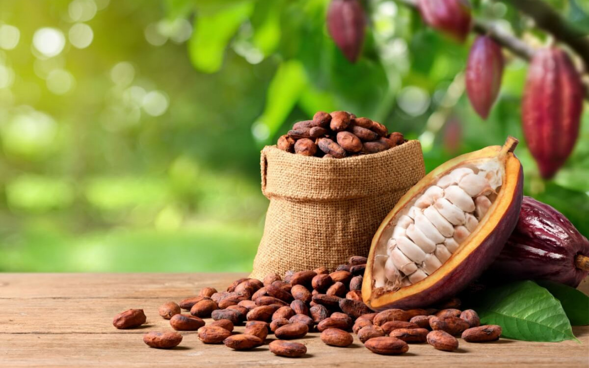 O cacau &eacute; um fruto rico em nutrientes importantes para o corpo (Imagem: Photoongraphy | Shutterstock)
