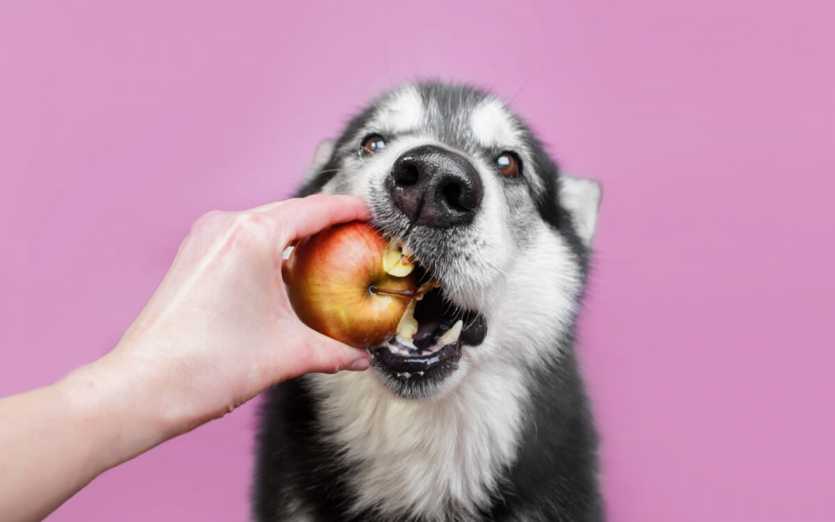 Algumas frutas podem ser ben&eacute;ficas para a sa&uacute;de dos cachorros (Imagem: Ellina Balioz | Shutterstock)