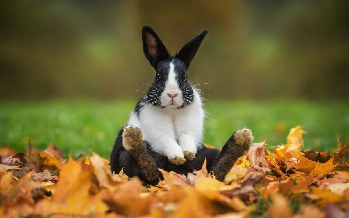 Coelhos precisam de cuidados, e ado&ccedil;&atilde;o requer responsabilidade (Imagem: Rita_ Kochmarjova | Shutterstock) 