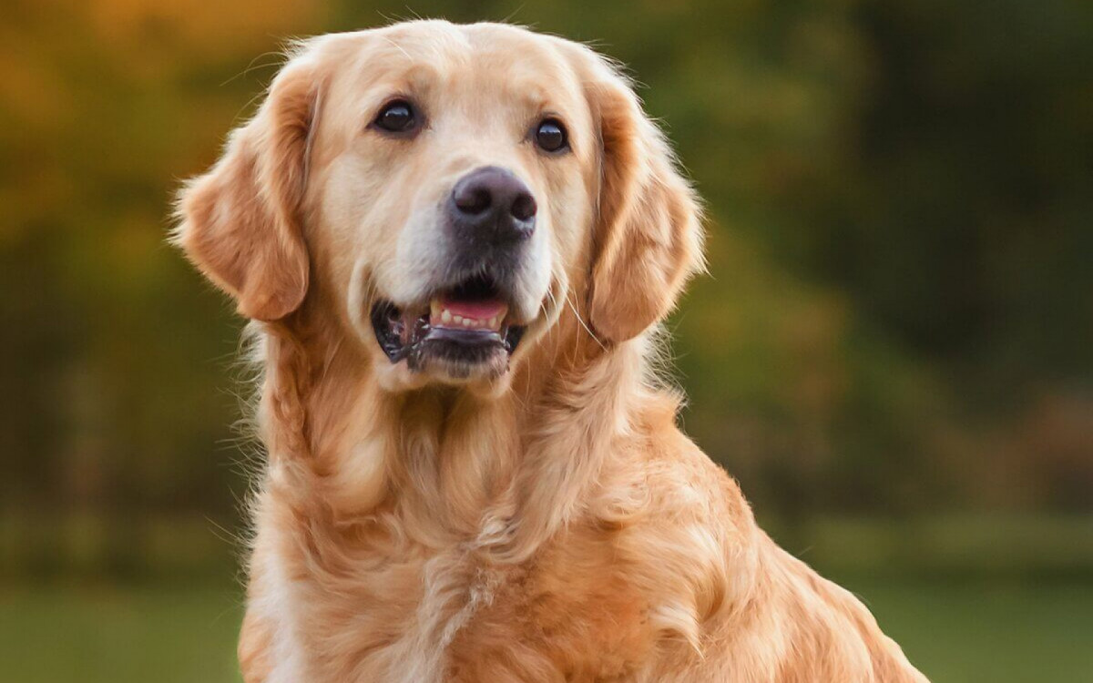 Golden retriever &eacute; uma das ra&ccedil;as de cachorro mais famosas do mundo (Imagem: Nikaletto | Shutterstock)