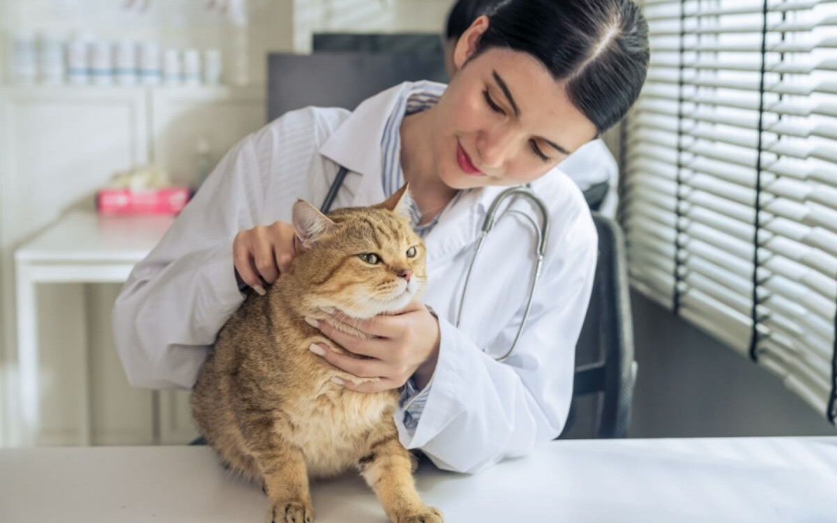 A ida ao veterin&aacute;rio n&atilde;o precisa ser estressante para o gato (Imagem: Mongkolchon Akesin | Shutterstock)