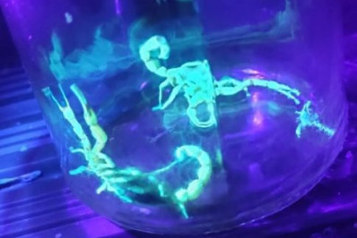 Aumento de escorpiões-amarelos acende alerta sobre infestação em Iguaba