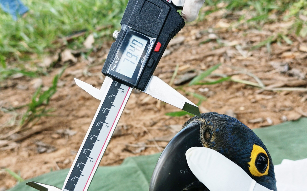 Reprodução da Arara Azul sendo monitorada no Pantanal