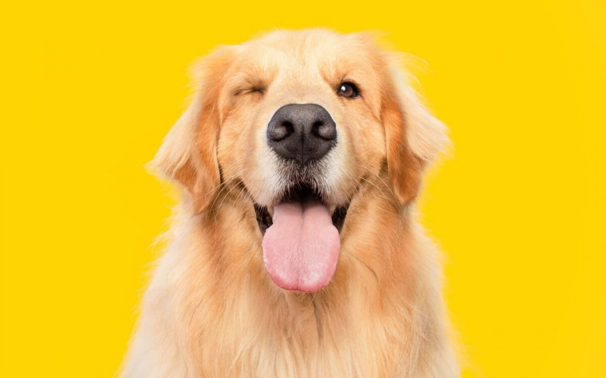 Curiosidades sobre a ra&ccedil;a golden retriever revelam tra&ccedil;os da hist&oacute;ria e caracter&iacute;sticas dos c&atilde;es (Imagem: Vinicius Florio | Shutterstock) 